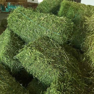 紫花苜蓿干草捆 羊駝專用草料，牛馬羊養殖廠的綠色選擇